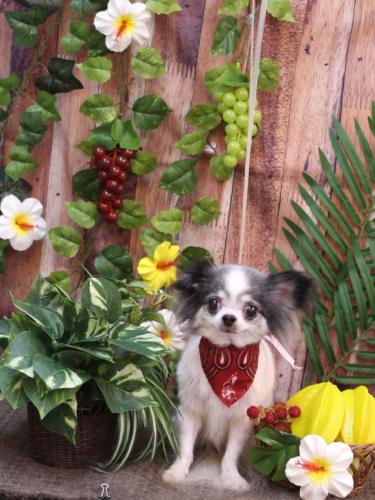 20230822マイアちゃん